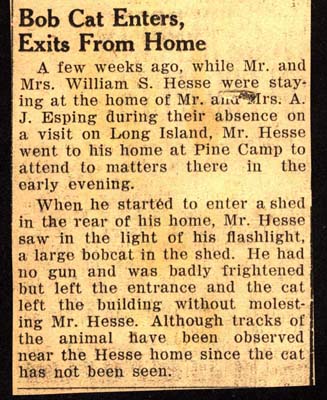 bobcat enters home of mr and mrs a j esping march 1950